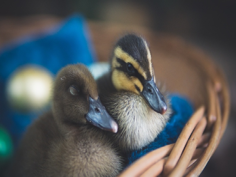 试管双方做哪些检查（泰国生儿子的费用）